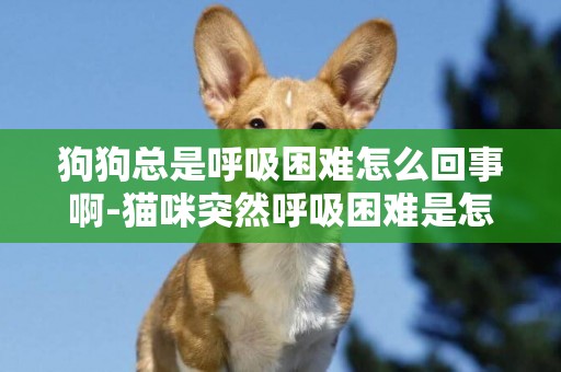 狗狗總是呼吸困難怎么回事啊-貓咪突然呼吸困難是怎么回事