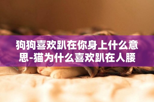 狗狗喜歡趴在你身上什么意思-貓為什么喜歡趴在人腰上