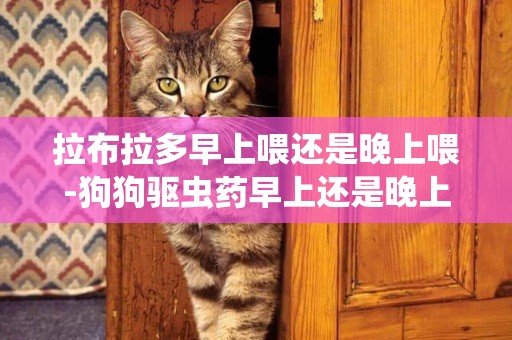 拉布拉多早上喂還是晚上喂-狗狗驅蟲藥早上還是晚上吃