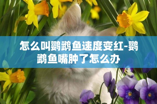 怎么叫鸚鵡魚速度變紅-鸚鵡魚嘴腫了怎么辦