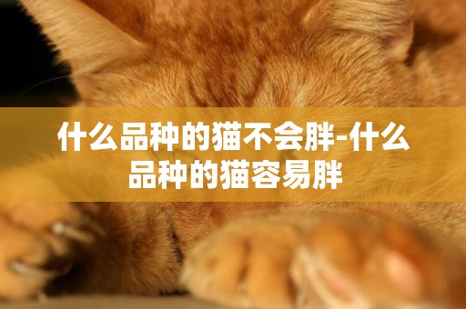 什么品種的貓不會胖-什么品種的貓容易胖
