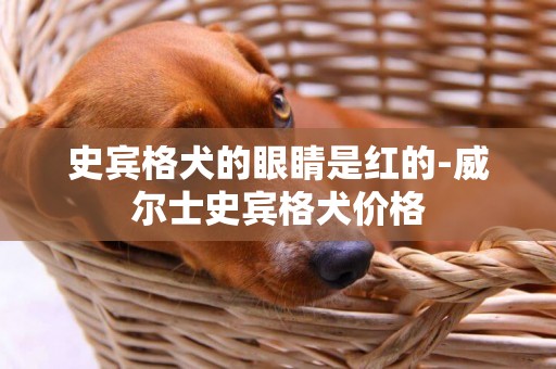 史賓格犬的眼睛是紅的-威爾士史賓格犬價格