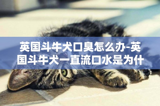 英國斗牛犬口臭怎么辦-英國斗牛犬一直流口水是為什么