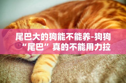 尾巴大的狗能不能養-狗狗“尾巴”真的不能用力拉