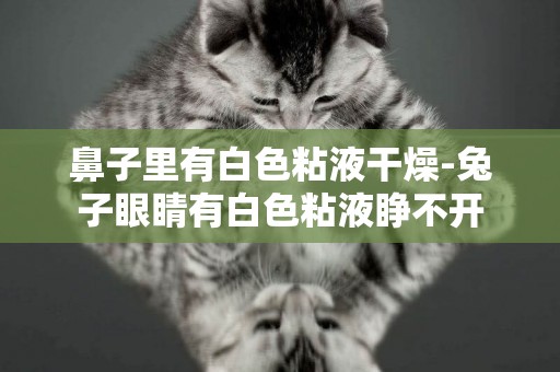 鼻子里有白色粘液干燥-兔子眼睛有白色粘液睜不開