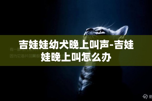 吉娃娃幼犬晚上叫聲-吉娃娃晚上叫怎么辦