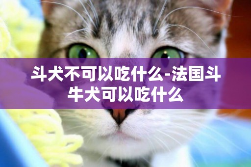 斗犬不可以吃什么-法國斗牛犬可以吃什么