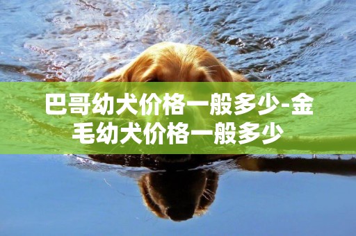 巴哥幼犬價格一般多少-金毛幼犬價格一般多少