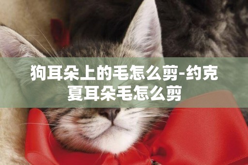 狗耳朵上的毛怎么剪-約克夏耳朵毛怎么剪