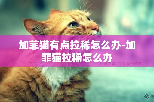 加菲貓有點拉稀怎么辦-加菲貓拉稀怎么辦