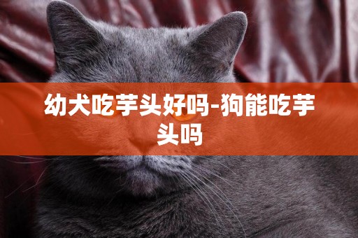 幼犬吃芋頭好嗎-狗能吃芋頭嗎
