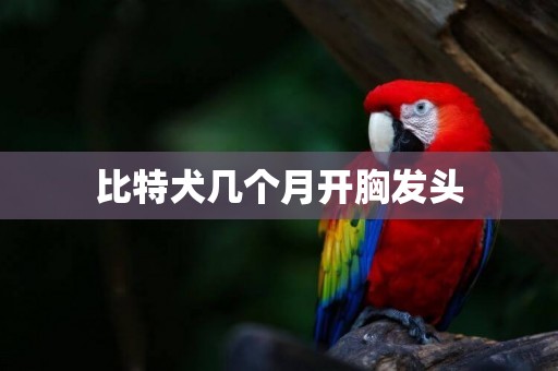 比特犬幾個月開胸發頭