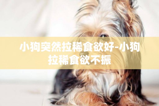小狗突然拉稀食欲好-小狗拉稀食欲不振