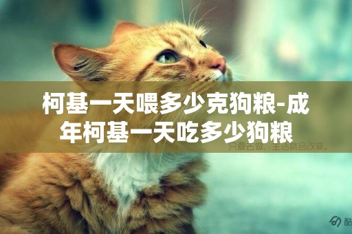 柯基一天喂多少克狗糧-成年柯基一天吃多少狗糧