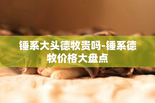 錘系大頭德牧貴嗎-錘系德牧價格大盤點
