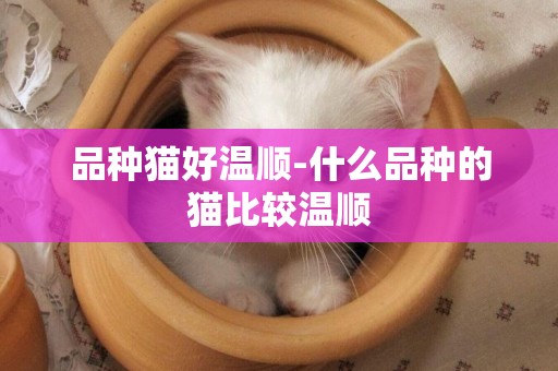 品種貓好溫順-什么品種的貓比較溫順