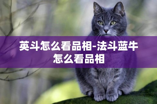 英斗怎么看品相-法斗藍牛怎么看品相