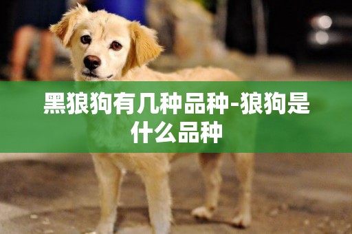 黑狼狗有幾種品種-狼狗是什么品種