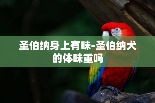 圣伯納身上有味-圣伯納犬的體味重嗎