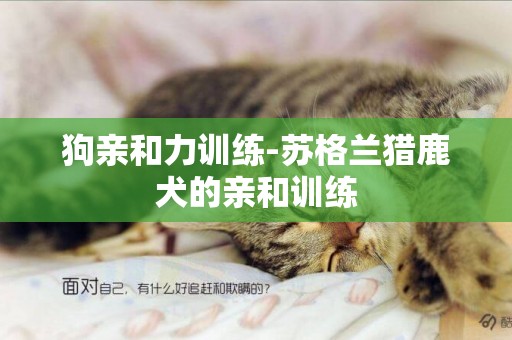 狗親和力訓練-蘇格蘭獵鹿犬的親和訓練