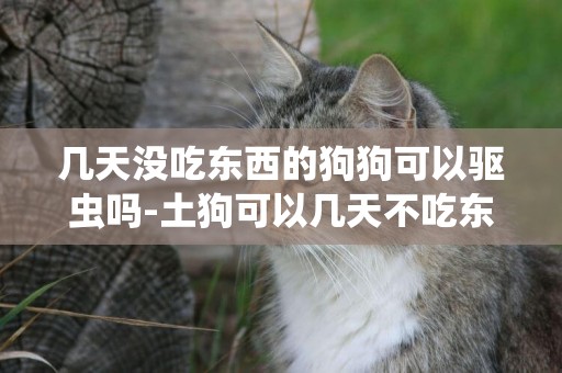幾天沒吃東西的狗狗可以驅蟲嗎-土狗可以幾天不吃東西