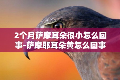 2個月薩摩耳朵很小怎么回事-薩摩耶耳朵黃怎么回事