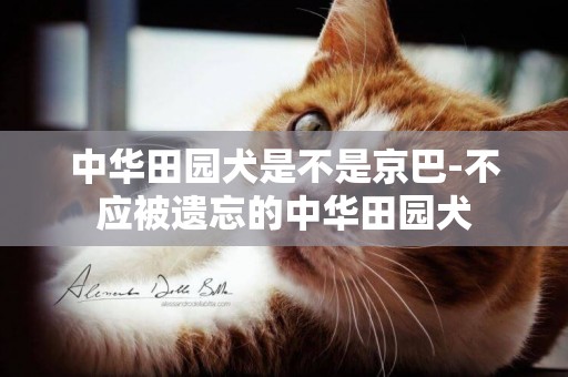 中華田園犬是不是京巴-不應被遺忘的中華田園犬