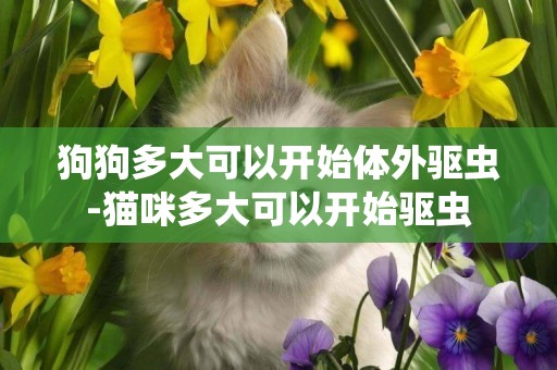 狗狗多大可以開始體外驅蟲-貓咪多大可以開始驅蟲