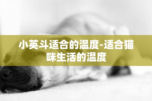小英斗適合的溫度-適合貓咪生活的溫度