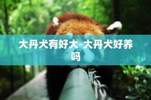 大丹犬有好大-大丹犬好養嗎