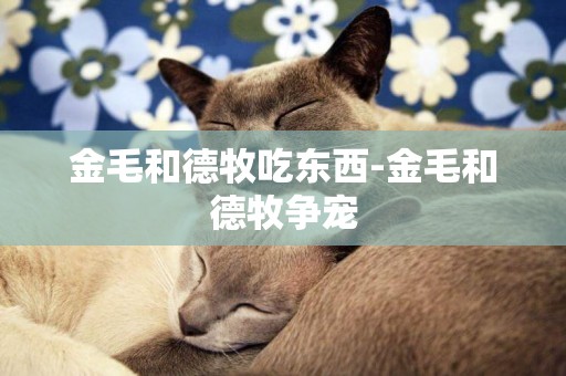 金毛和德牧吃東西-金毛和德牧爭寵