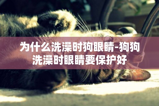 為什么洗澡時狗眼睛-狗狗洗澡時眼睛要保護好