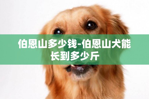 伯恩山多少錢-伯恩山犬能長到多少斤