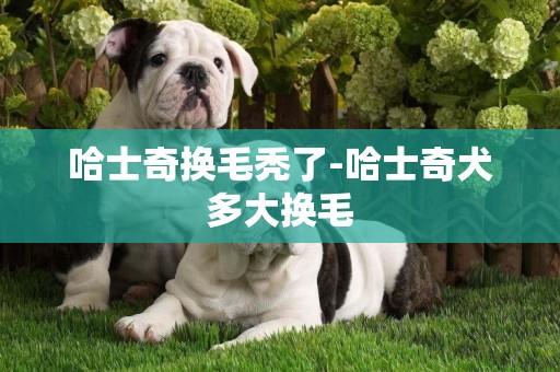 哈士奇換毛禿了-哈士奇犬多大換毛