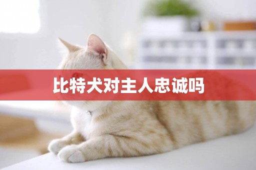 比特犬對主人忠誠嗎