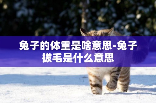 兔子的體重是啥意思-兔子拔毛是什么意思