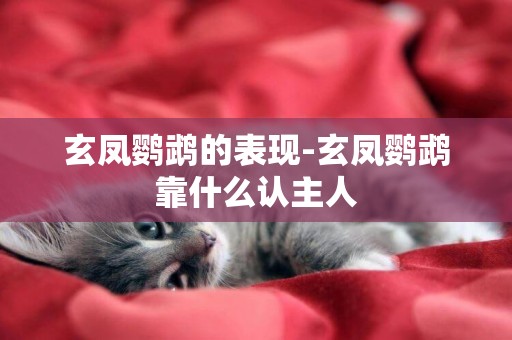 玄鳳鸚鵡的表現-玄鳳鸚鵡靠什么認主人