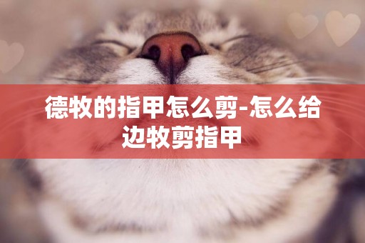 德牧的指甲怎么剪-怎么給邊牧剪指甲