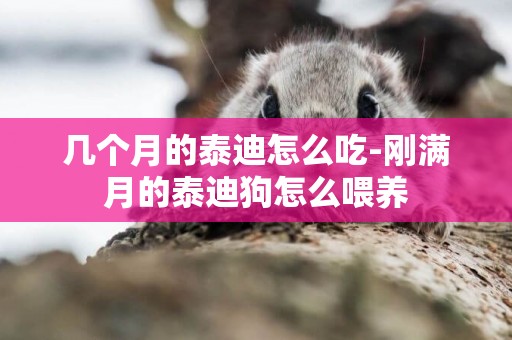 幾個月的泰迪怎么吃-剛滿月的泰迪狗怎么喂養