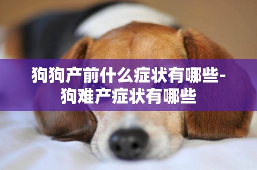 狗狗產前什么癥狀有哪些-狗難產癥狀有哪些