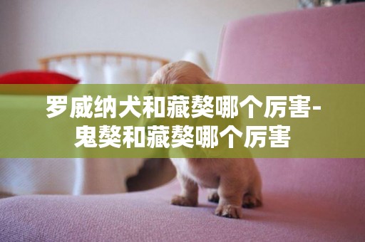羅威納犬和藏獒哪個厲害-鬼獒和藏獒哪個厲害