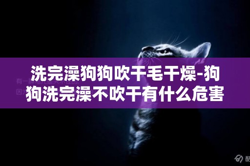 洗完澡狗狗吹干毛干燥-狗狗洗完澡不吹干有什么危害