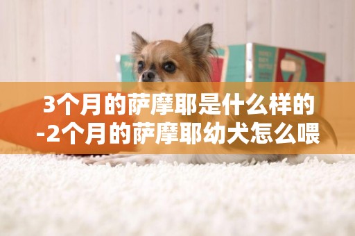 3個月的薩摩耶是什么樣的-2個月的薩摩耶幼犬怎么喂養比較好