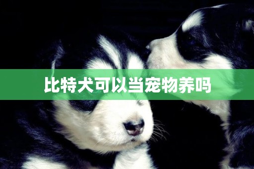 比特犬可以當寵物養嗎