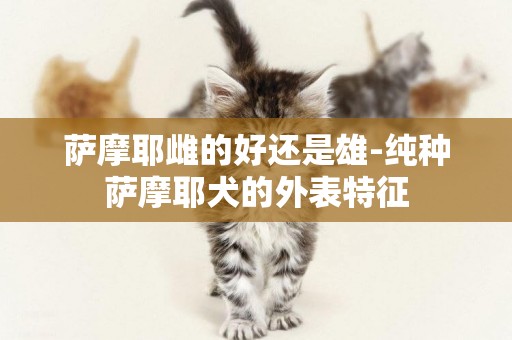 薩摩耶雌的好還是雄-純種薩摩耶犬的外表特征