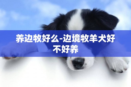 養邊牧好么-邊境牧羊犬好不好養