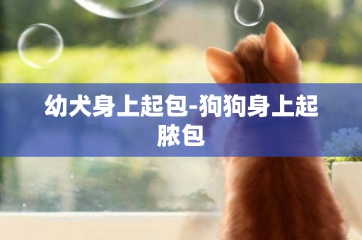 幼犬身上起包-狗狗身上起膿包