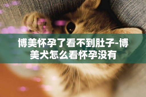 博美懷孕了看不到肚子-博美犬怎么看懷孕沒有