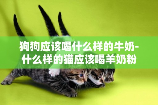 狗狗應該喝什么樣的牛奶-什么樣的貓應該喝羊奶粉