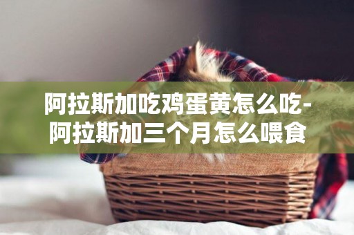 阿拉斯加吃雞蛋黃怎么吃-阿拉斯加三個月怎么喂食